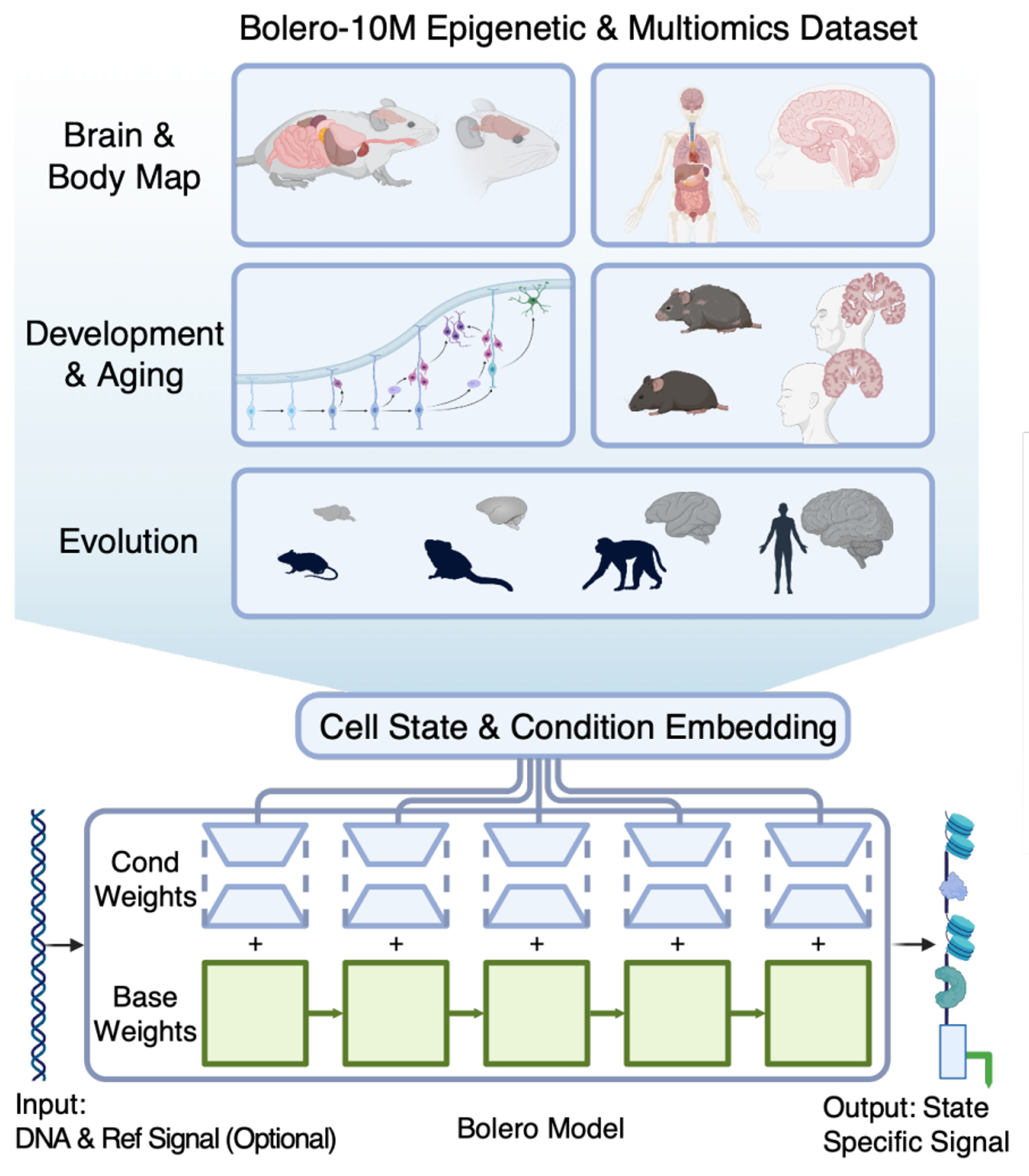 Predicting cell-state-specific gene regulation from DNA across species