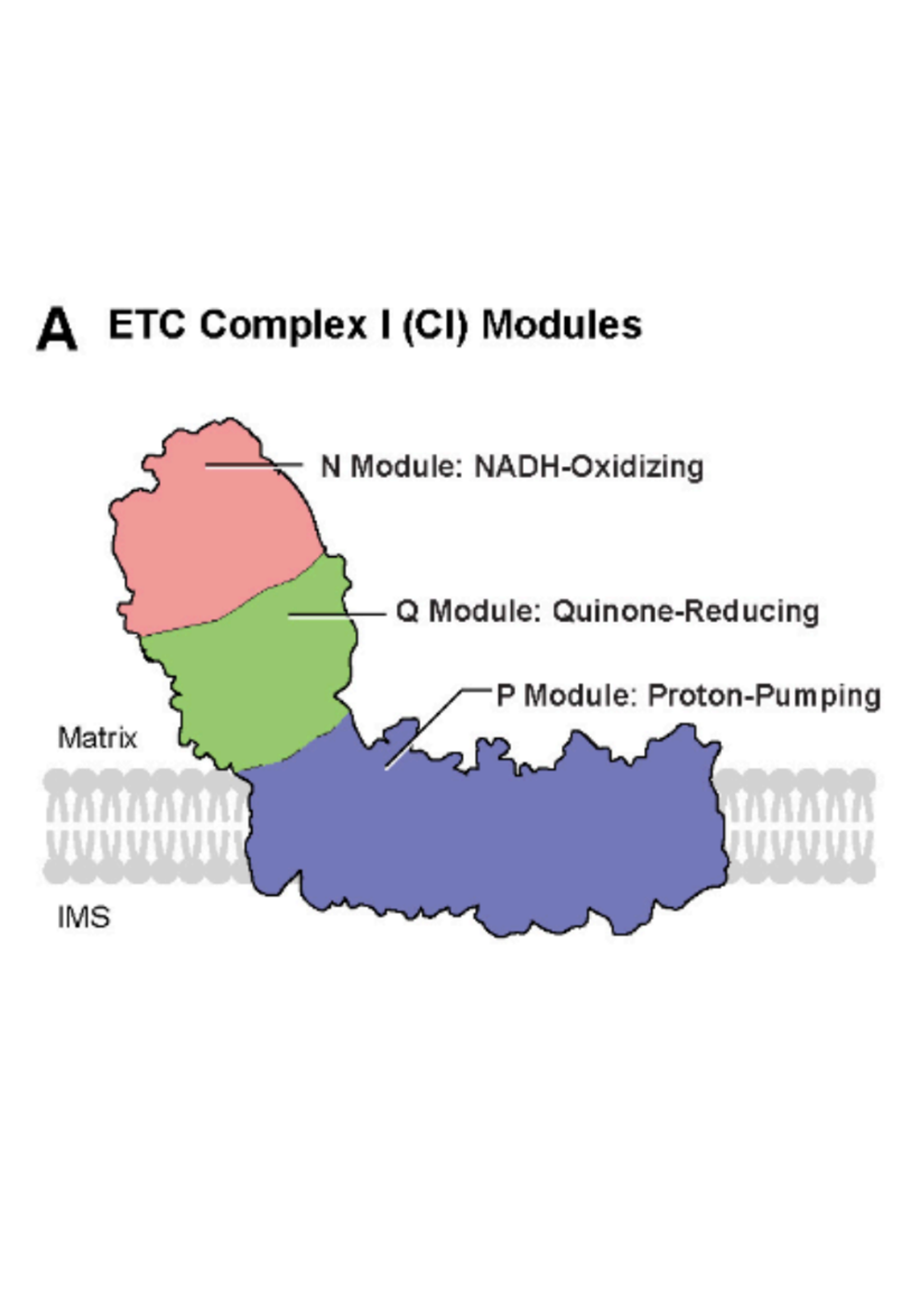 The Disease Gene THAP12 is a Transcriptional Regulator of Mitochondrial ETC Complex I