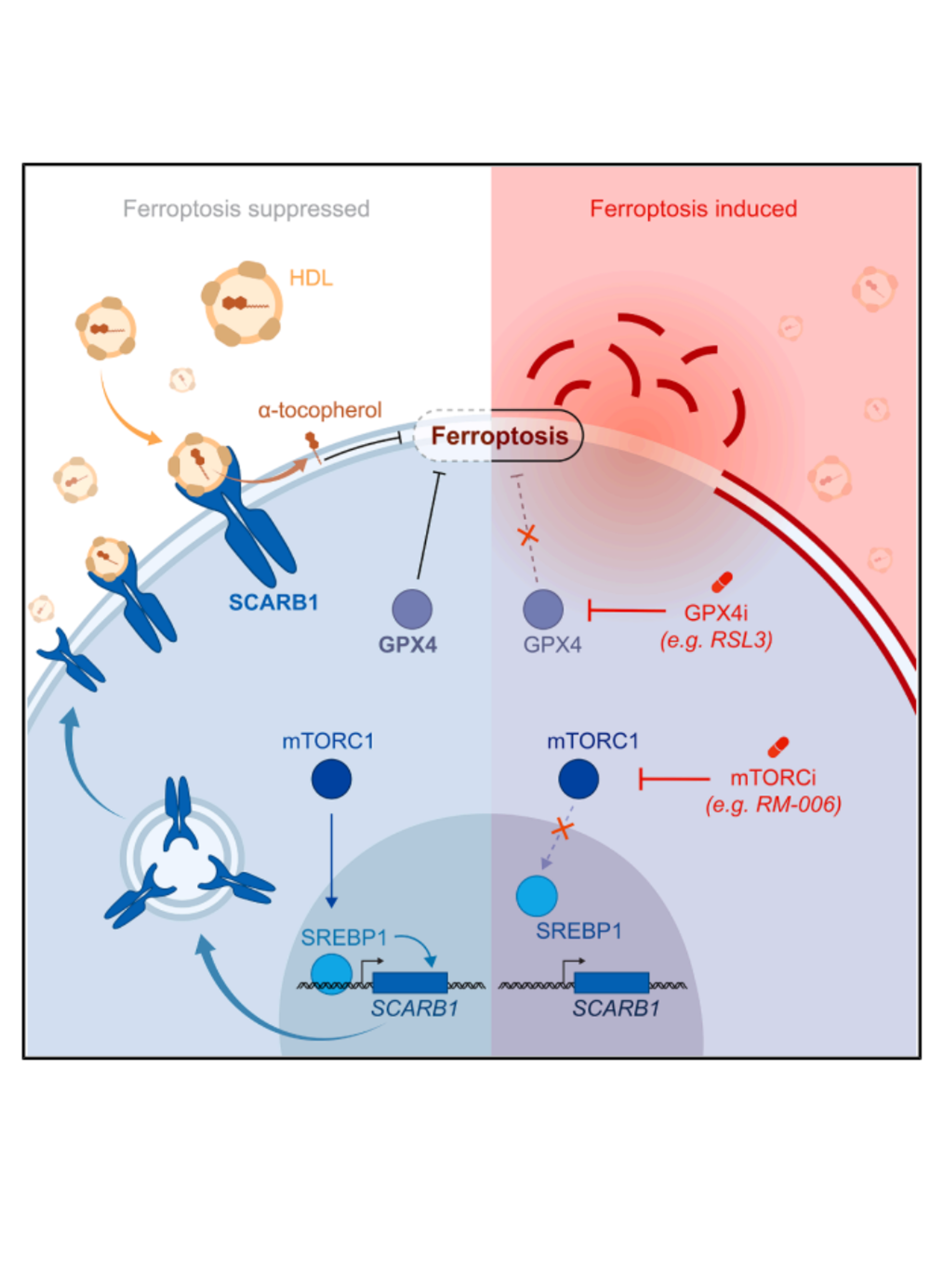 mTORC1 activity suppresses ferroptosis through a SCARB1-dependent HDL-tocopherol uptake pathway