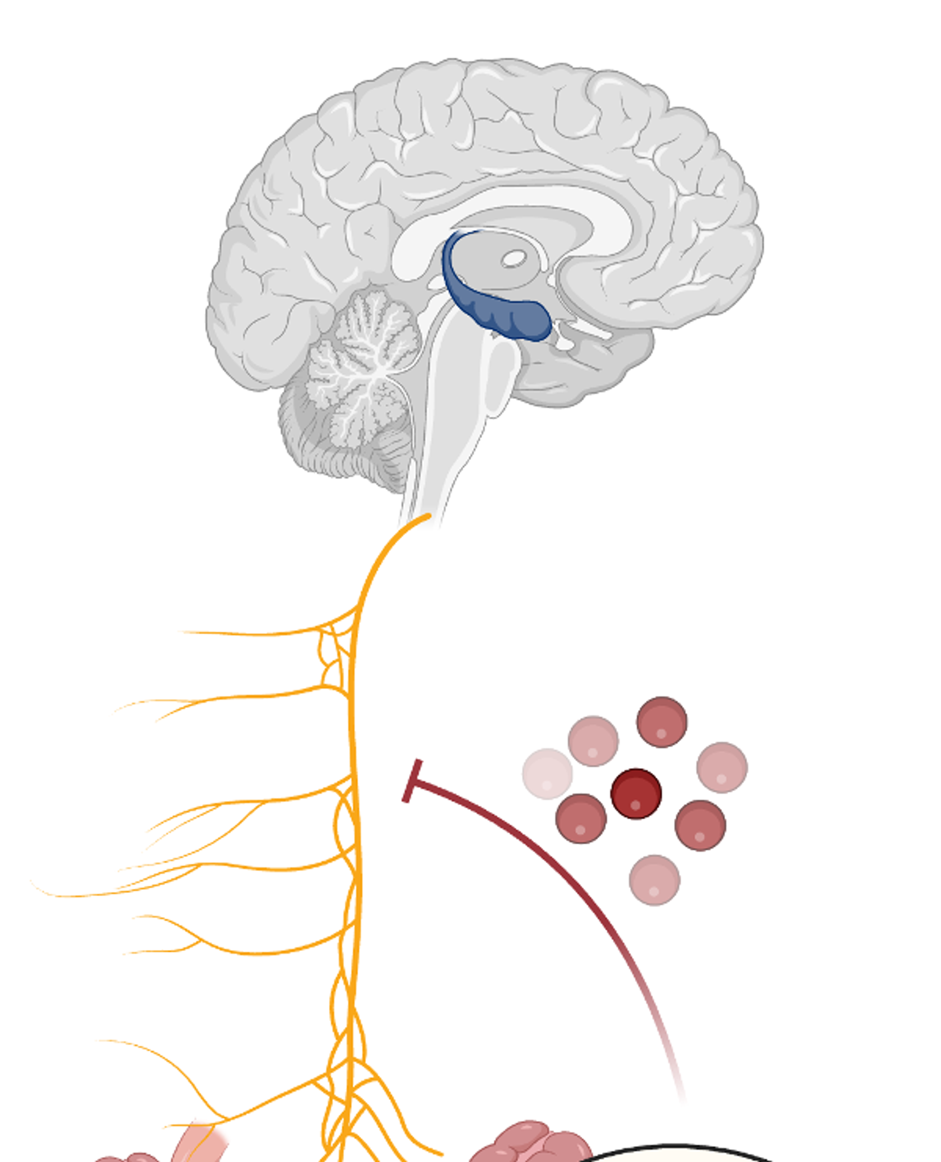 Intestinal interoceptive dysfunction drives age-associated cognitive decline
