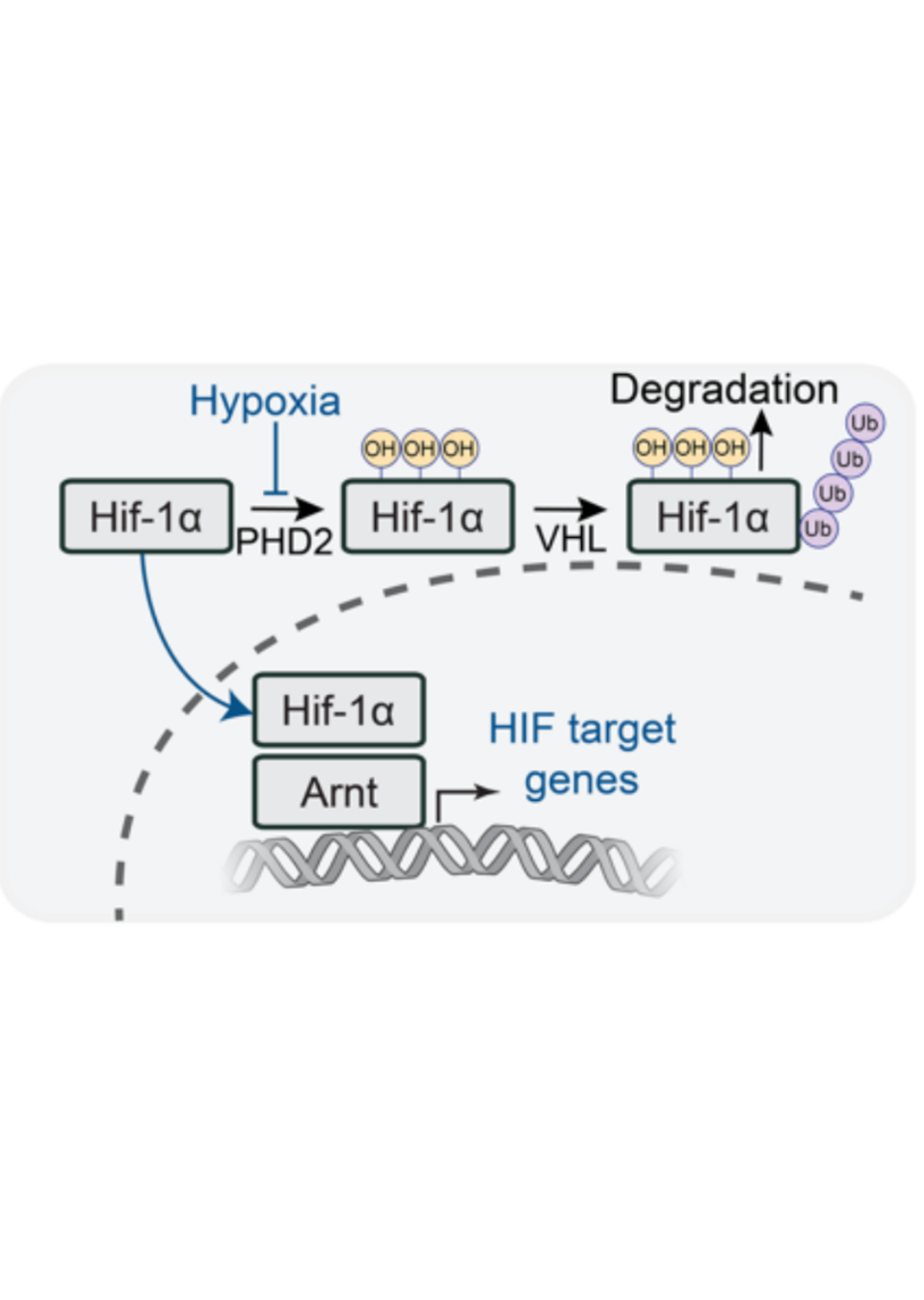 Systemic hypoxia suppresses solid tumor growth
