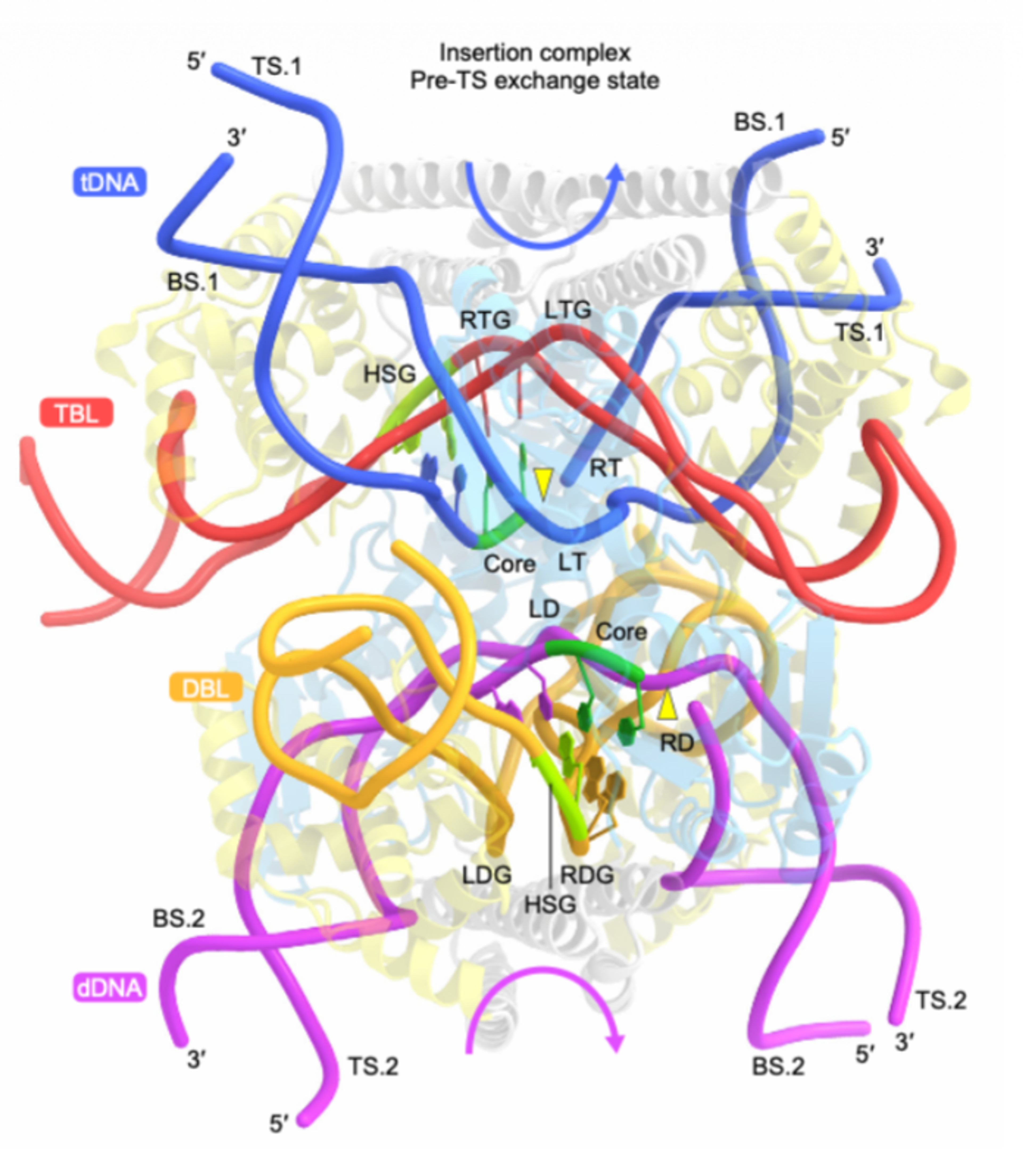 Structural mechanism governing the directionality of bridge recombination
