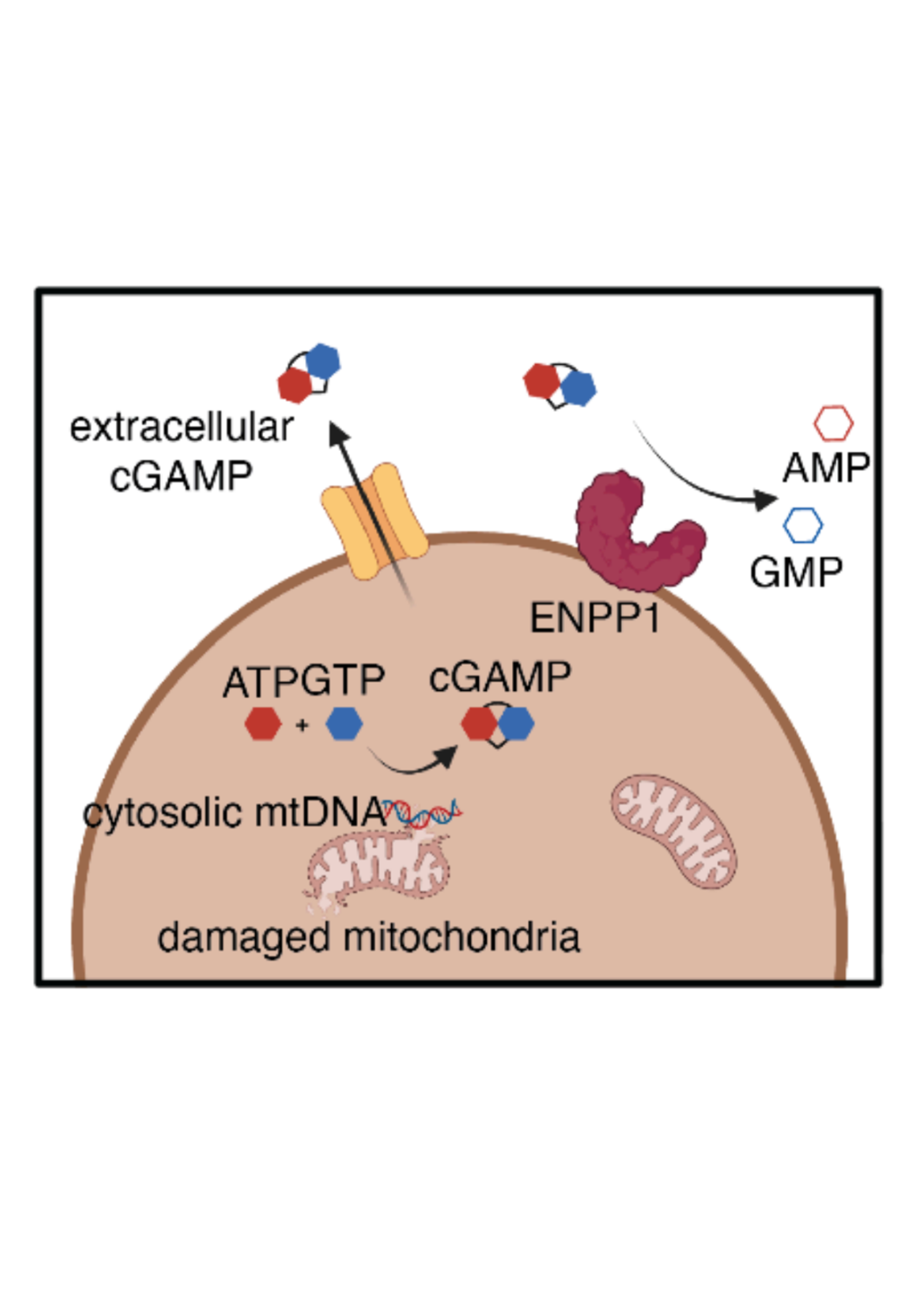 ENPP1 buffers extracellular cGAMP in brown adipose tissue to limit insulin resistance