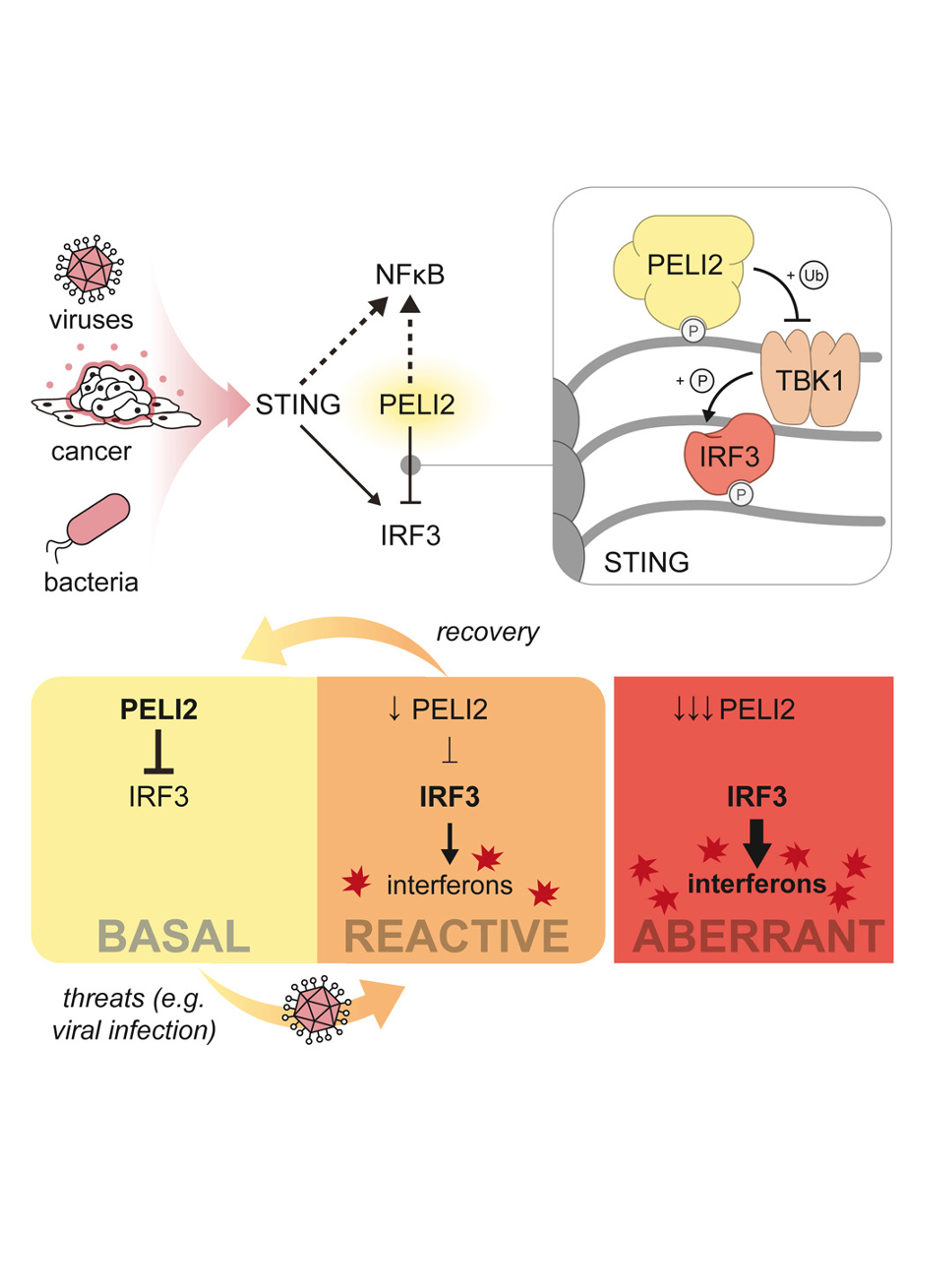 PELI2 is a negative regulator of STING signaling that is dynamically repressed during viral infection