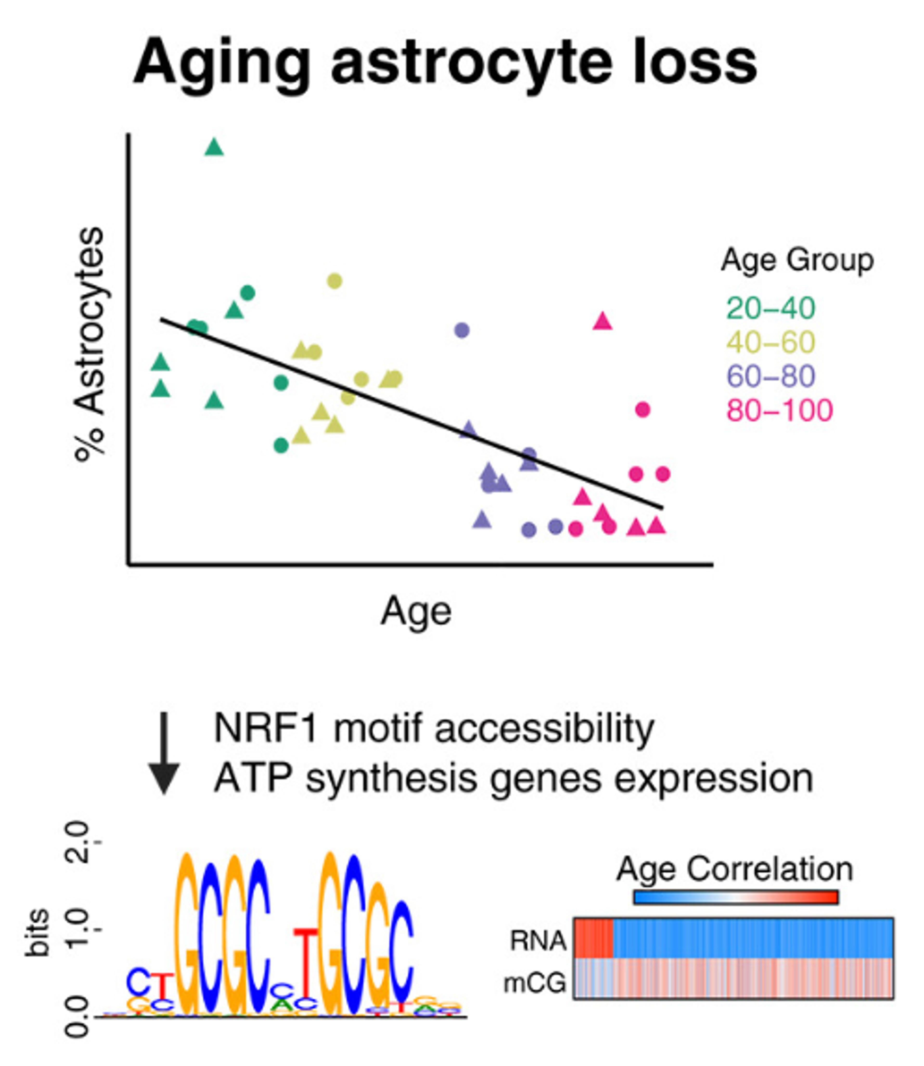 Epigenetic and 3D genome reprogramming during the aging of the human hippocampus