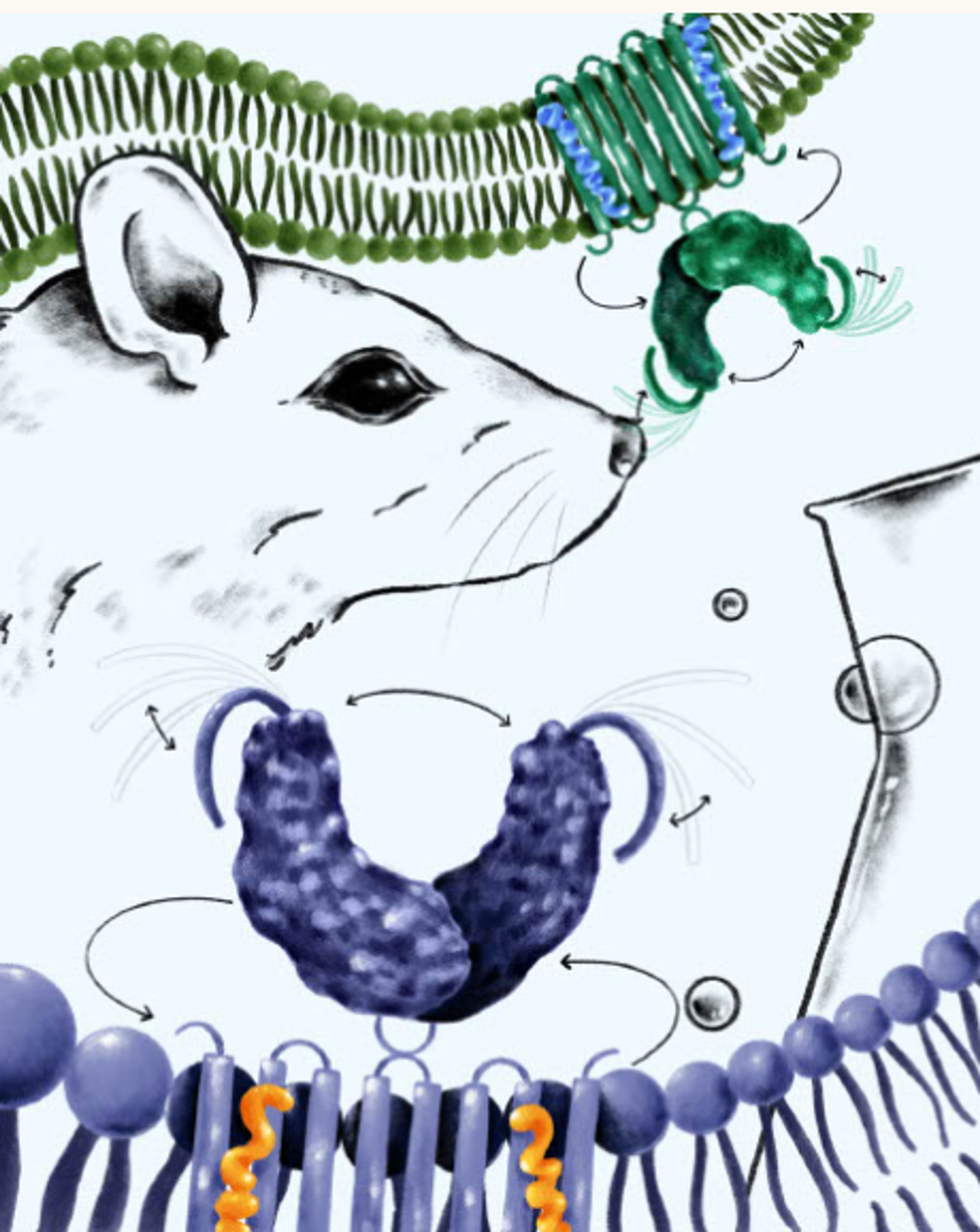 Cysteine allostery and autoinhibition govern human STING oligomer functionality