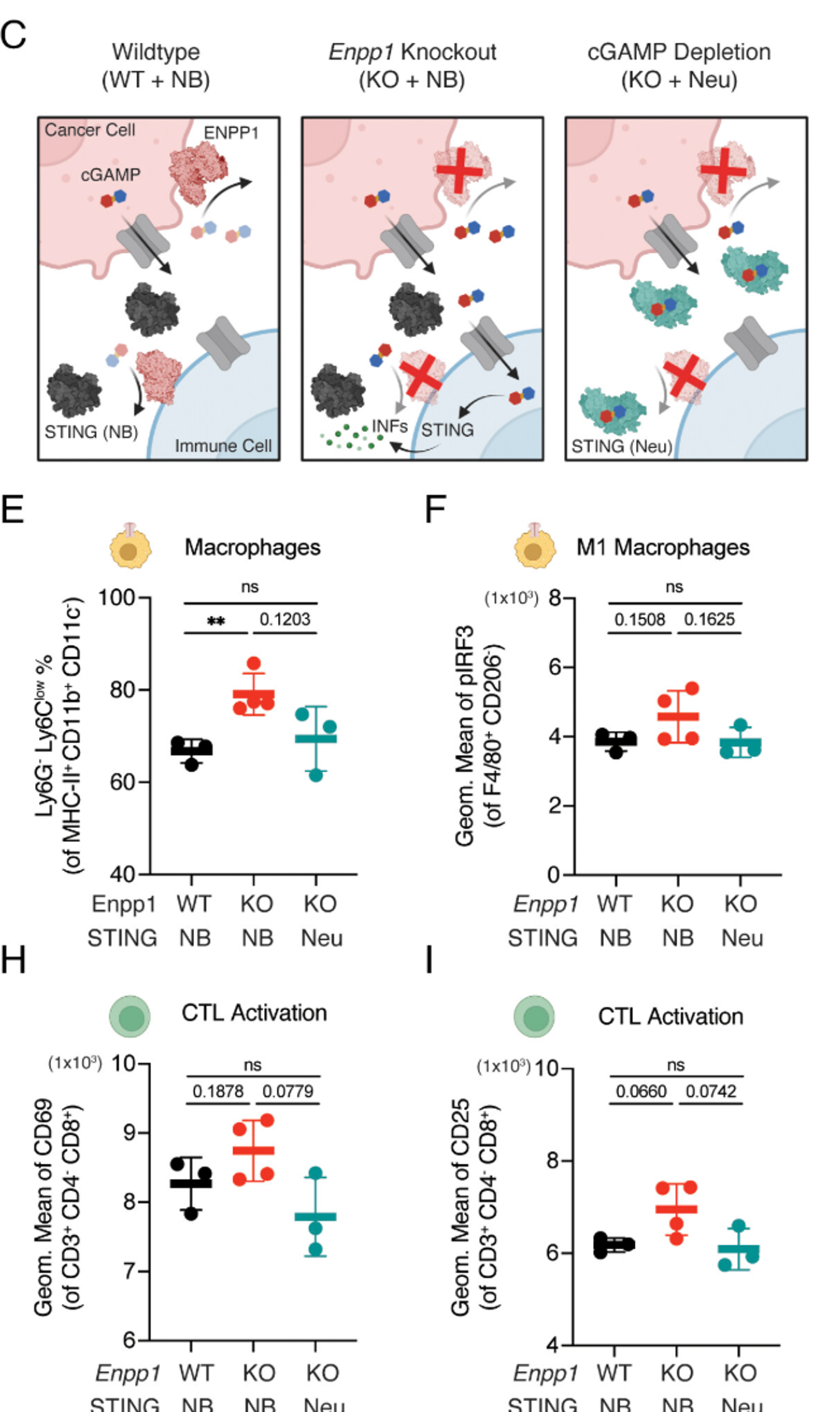 ENPP1 is an innate immune checkpoint of the anticancer cGAMP-STING pathway in breast cancer