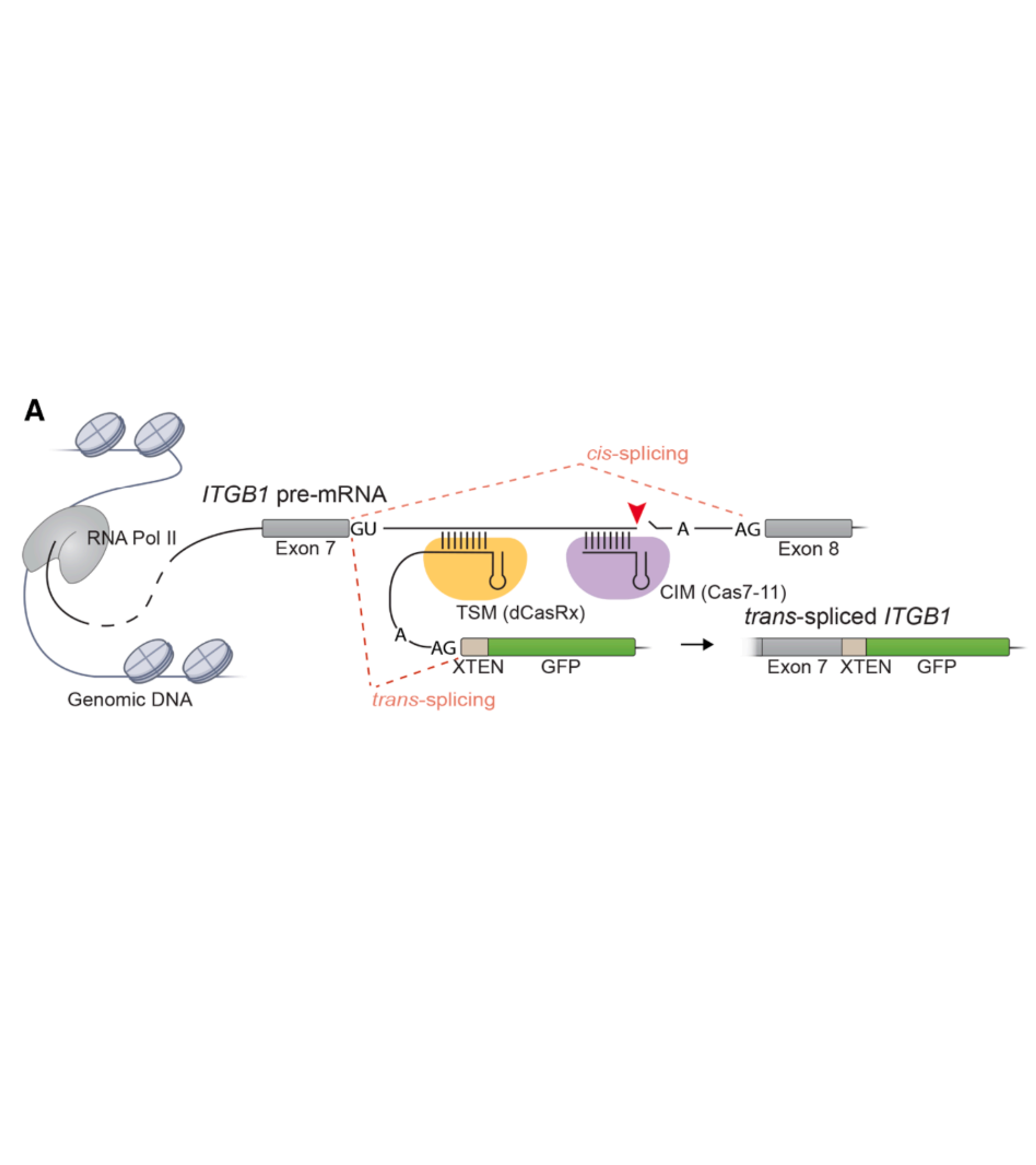 Rewriting endogenous human transcripts with dual CRISPR-guided 3′ trans-splicing