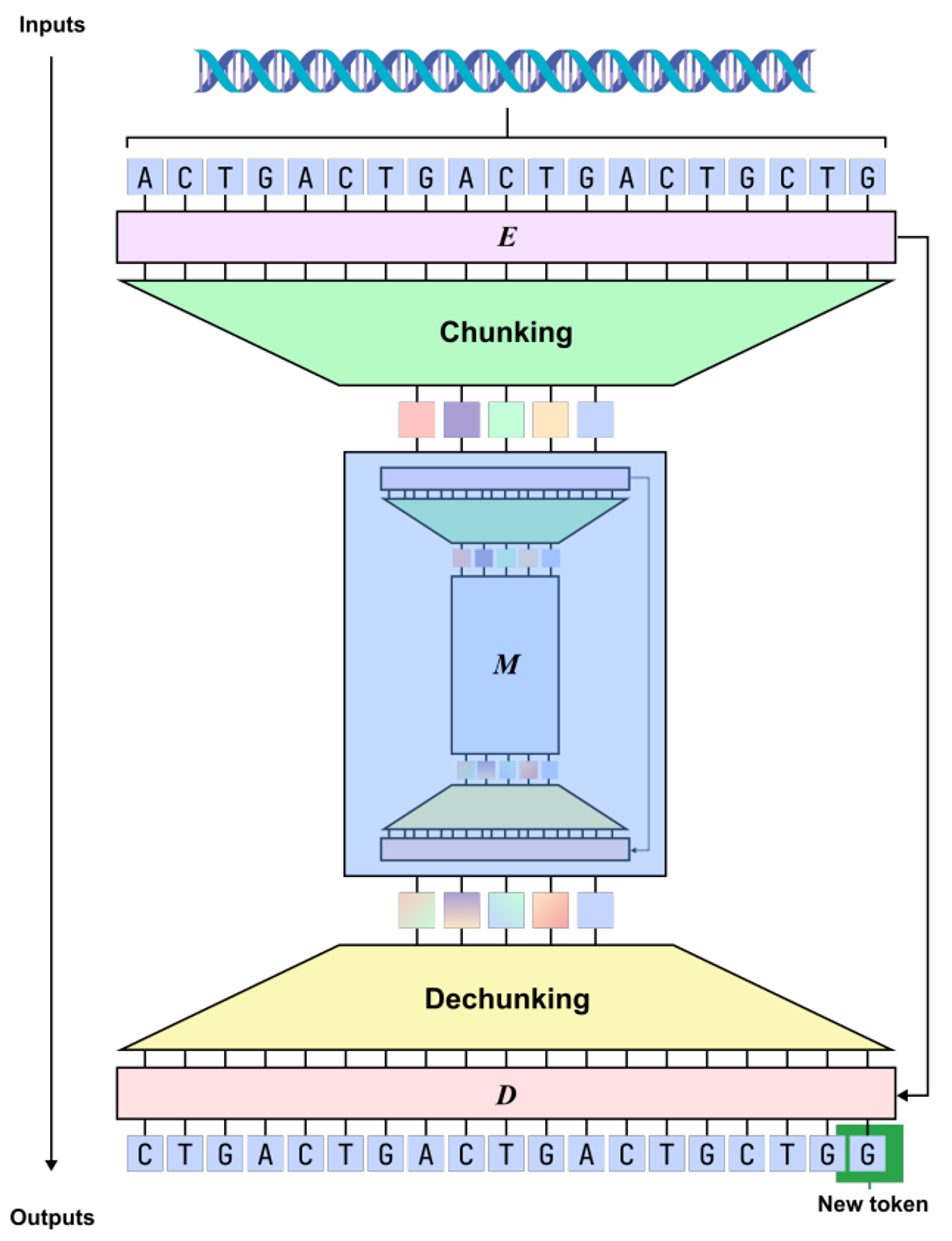 dnaHNet: A Scalable and Hierarchical Foundation Model for Genomic Sequence Learning