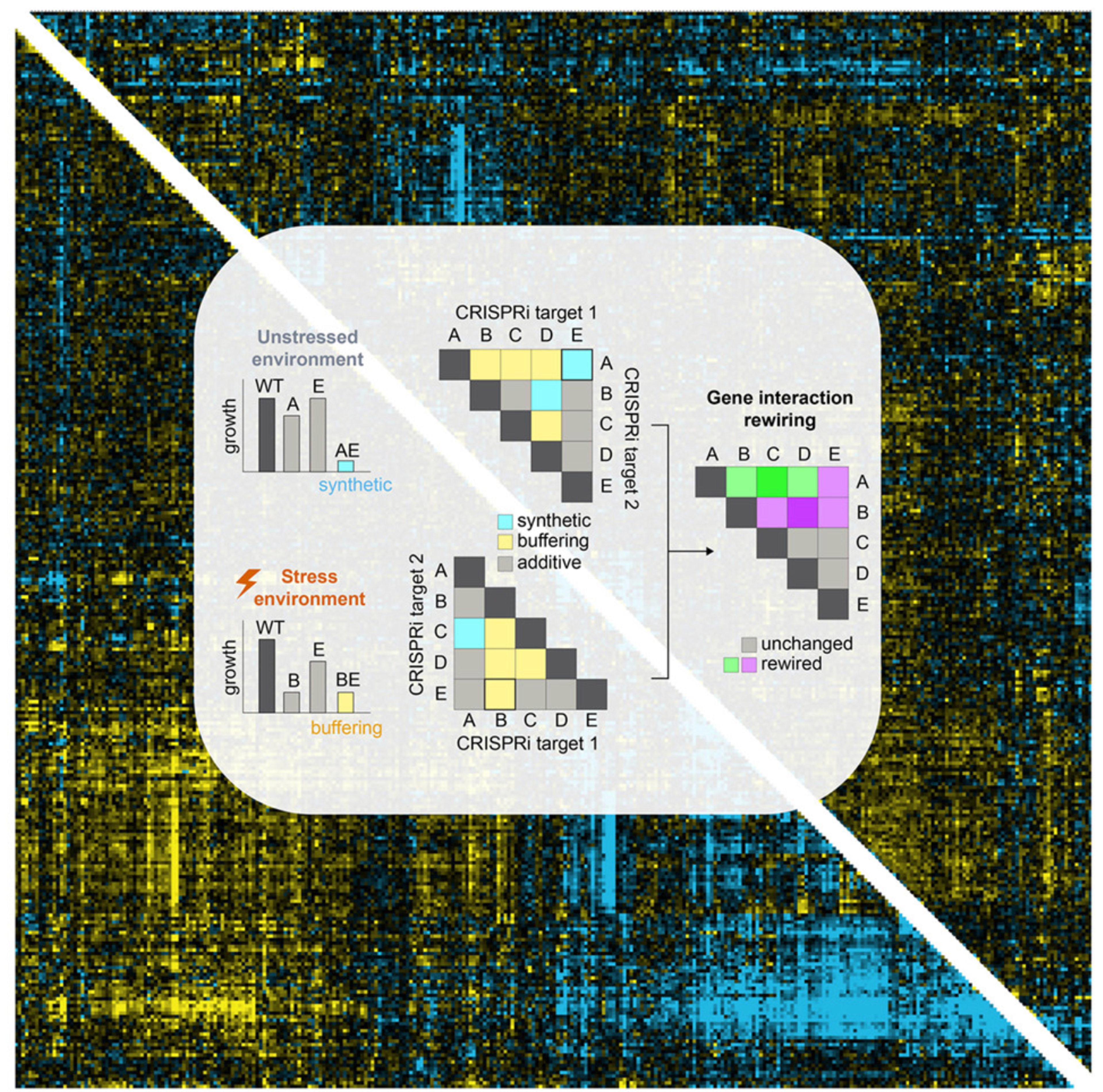 Large-scale mapping of environmental-genetic interactions illustrates the dynamic nature of cell-cycle and DNA repair regulation
