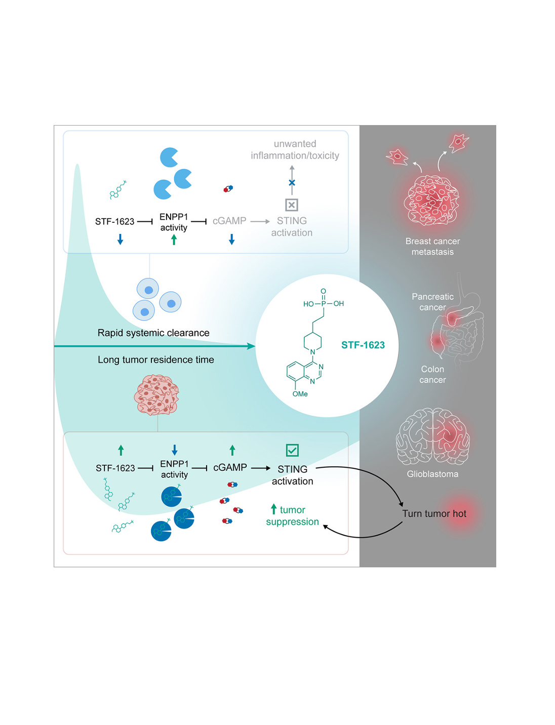 ENPP1 inhibitor with ultralong drug-target residence time as an innate immune checkpoint blockade cancer therapy