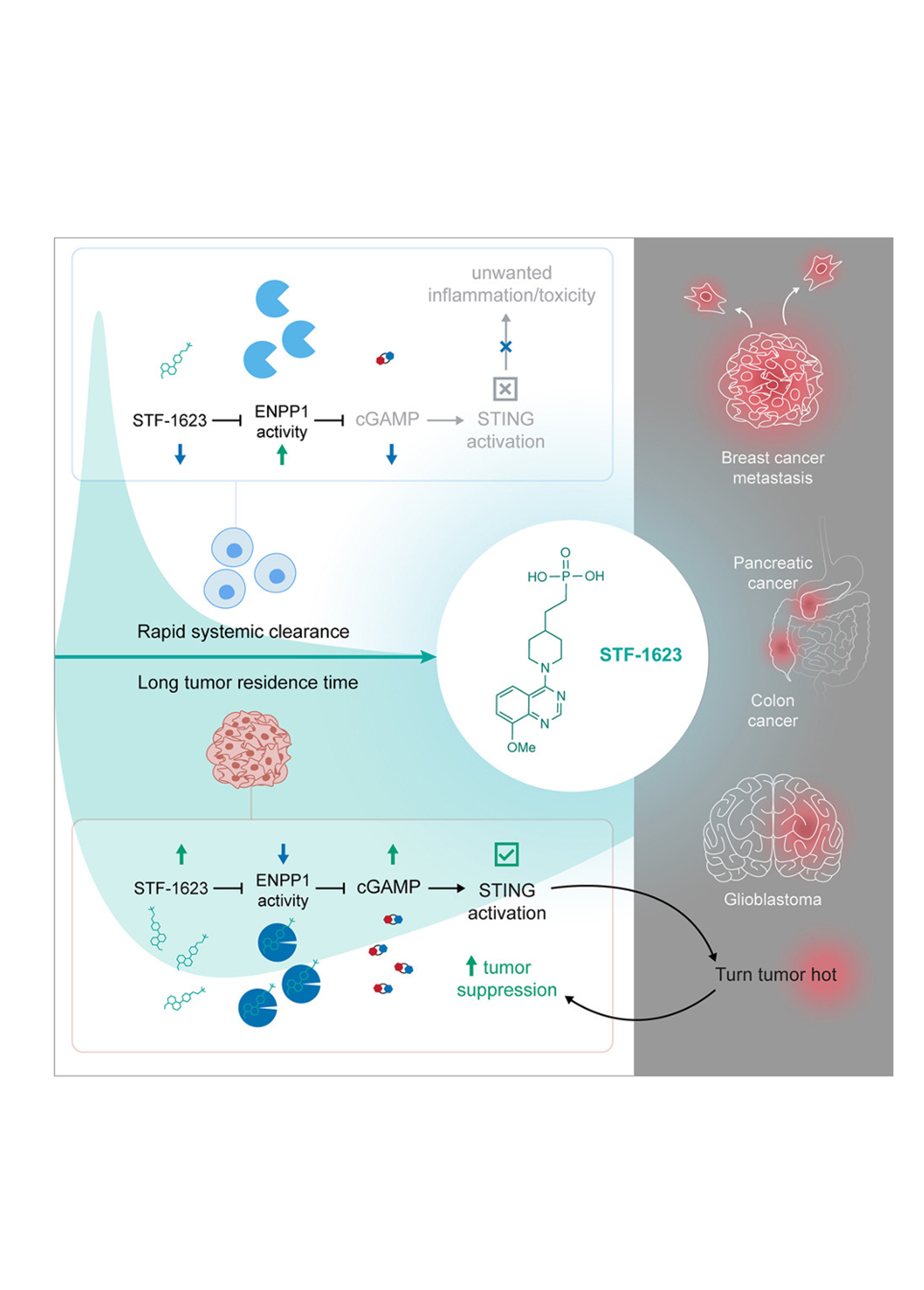 ENPP1 inhibitor with ultralong drug-target residence time as an innate immune checkpoint blockade cancer therapy