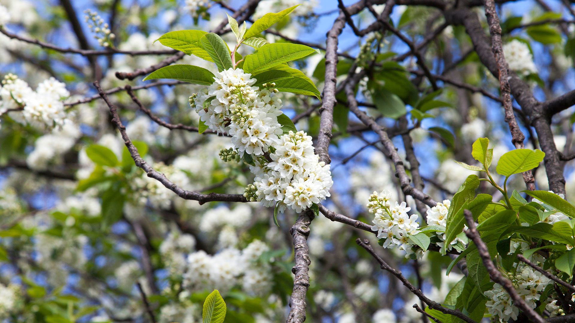 Photo of the tree of the month