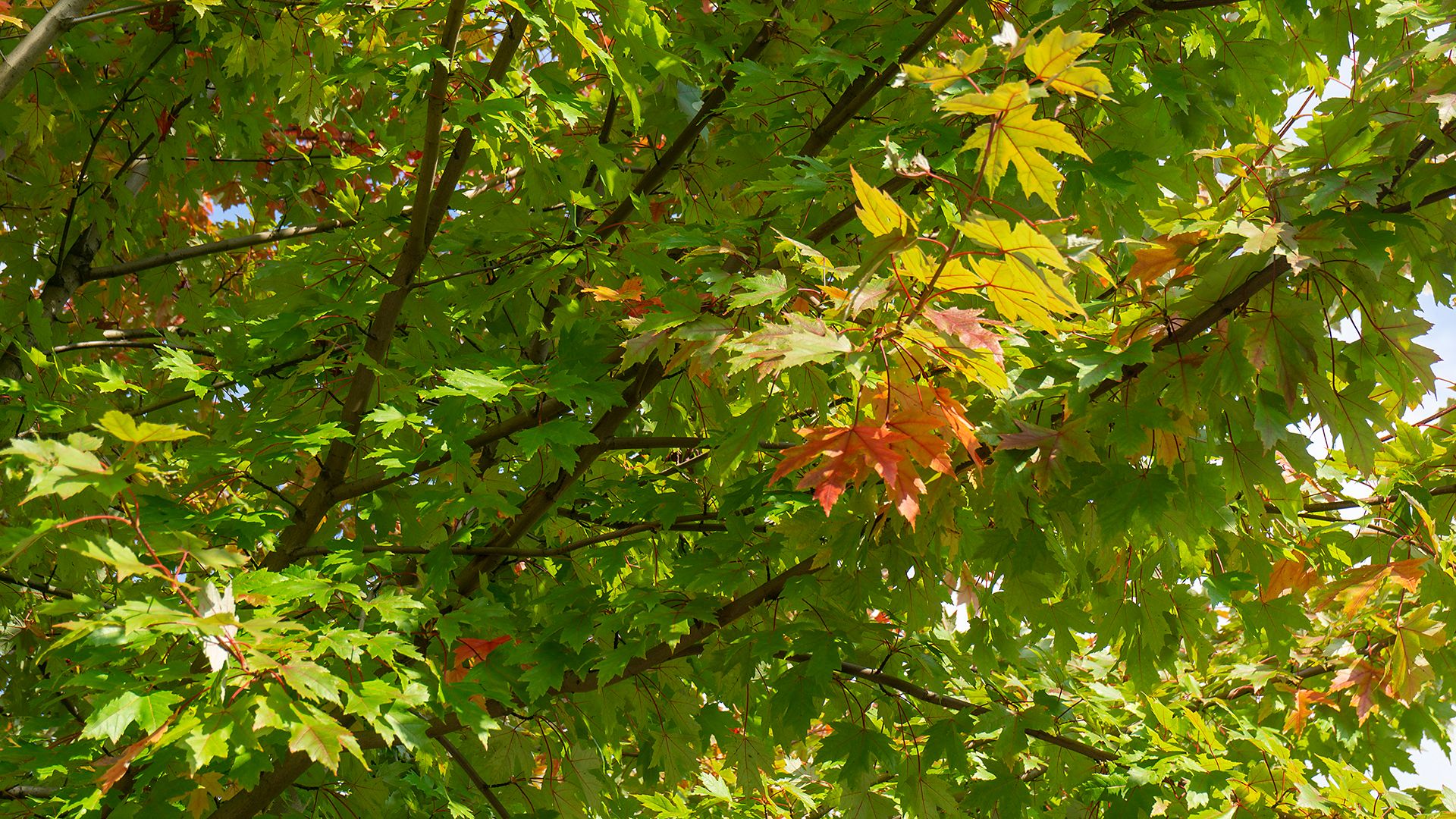 Photo of the tree of the month