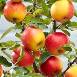 Apple 'Elstar'
