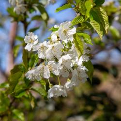 Native Cherry