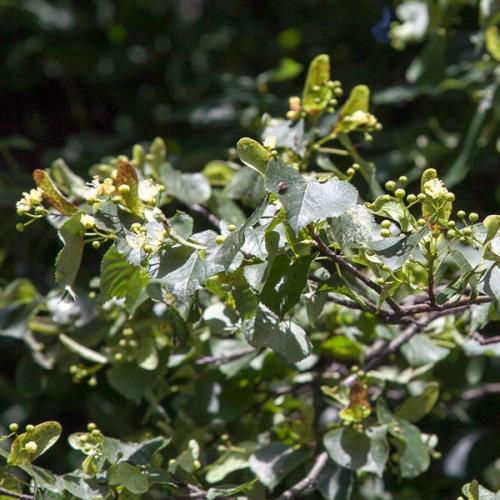 Small-leaved Lime