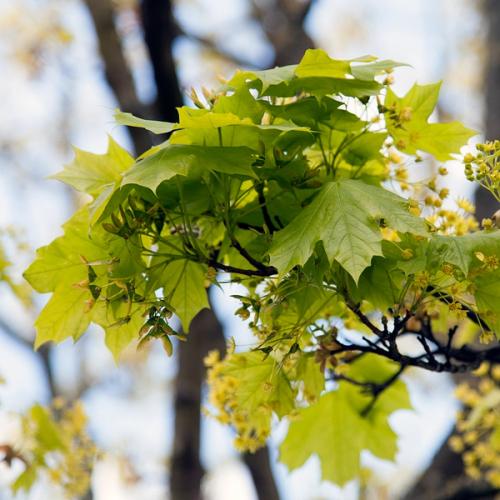 Norway Maple