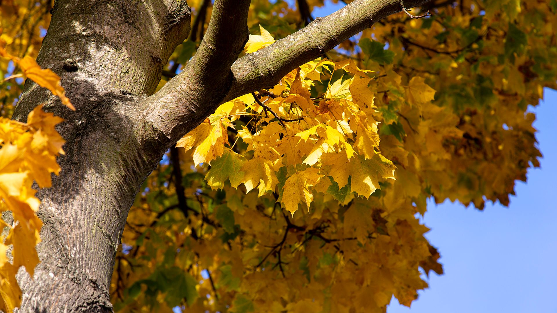 Photo of the tree of the month