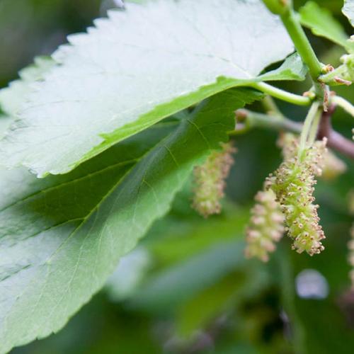 White Mulberry