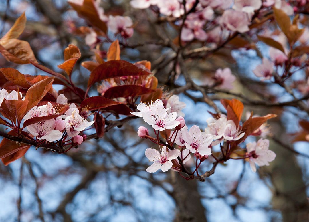 Photo of the tree of the month