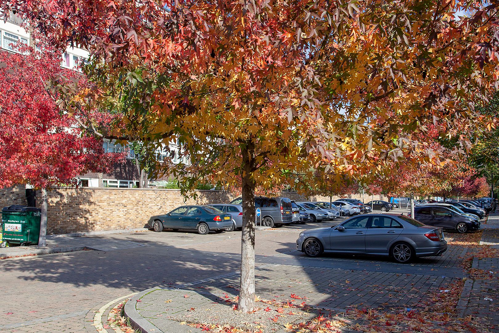 Photo of the tree of the month