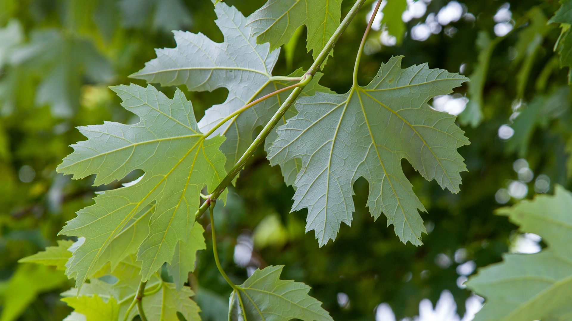 Photo of the tree of the month