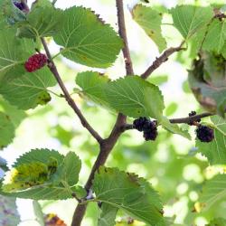 Black Mulberry