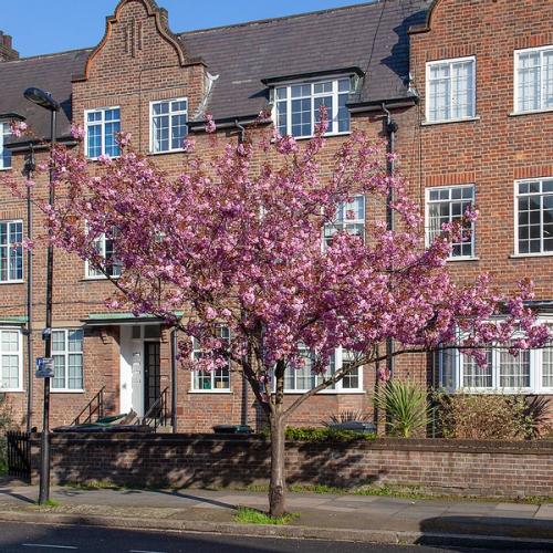 'Kanzan' Japanese Cherry