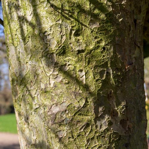 Persian Ironwood