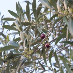 Olive
