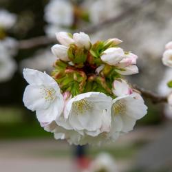 Great White Cherry