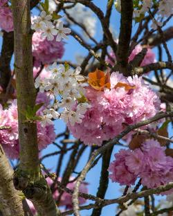 Prunus