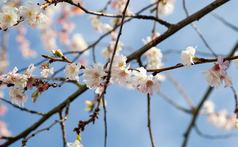 Winter Flowering Cherry