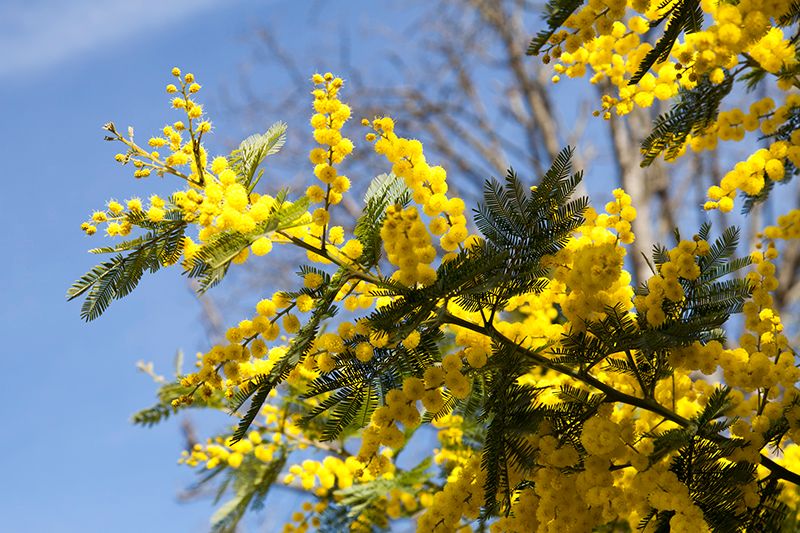 Photo of the tree of the month