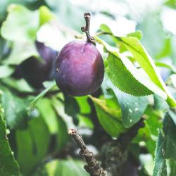 Plum