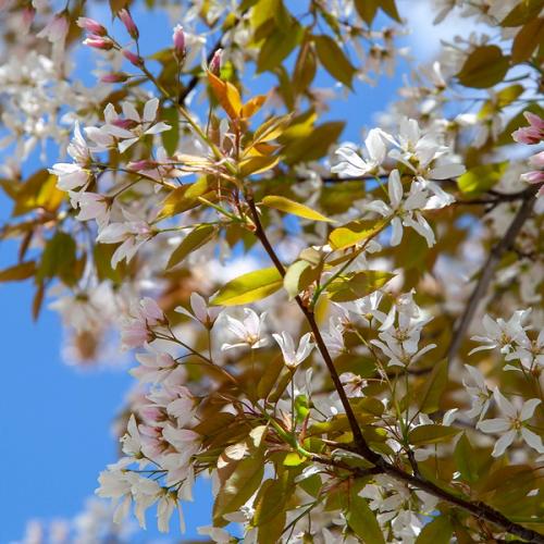 Serviceberry