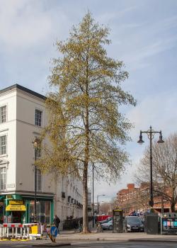 Italian Alder