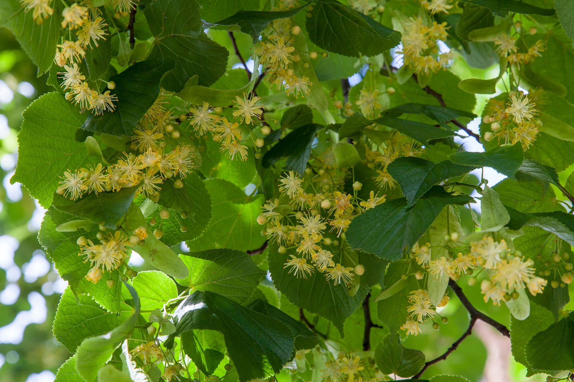 Photo of the tree of the month