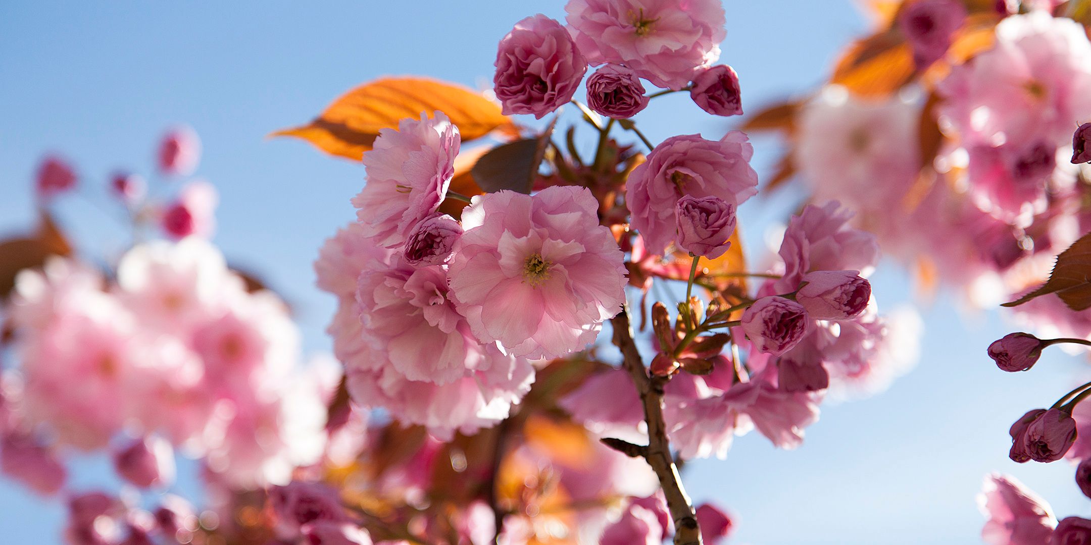 Photo of the tree of the month