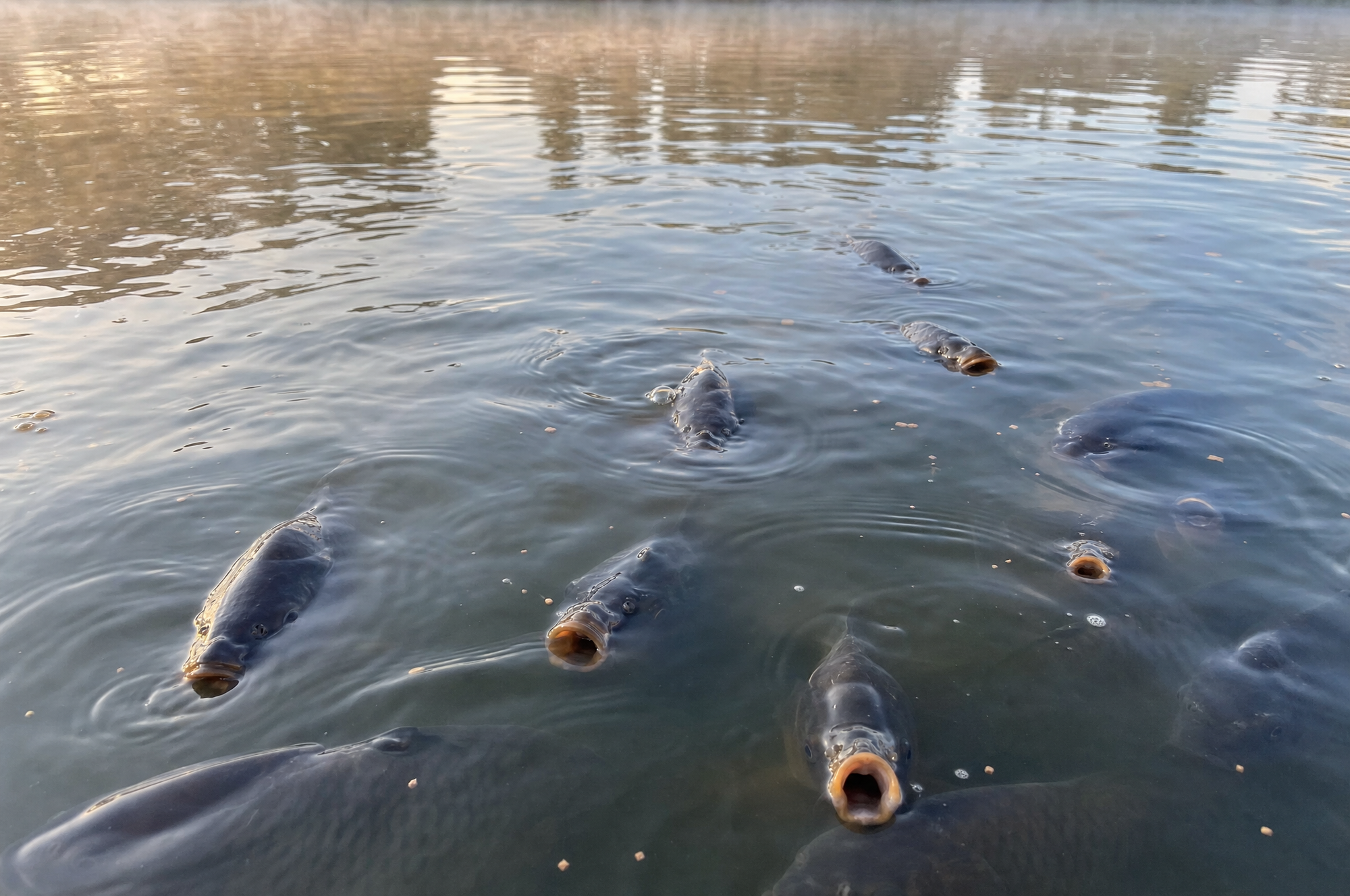 Dawn dissolved-oxygen crashes