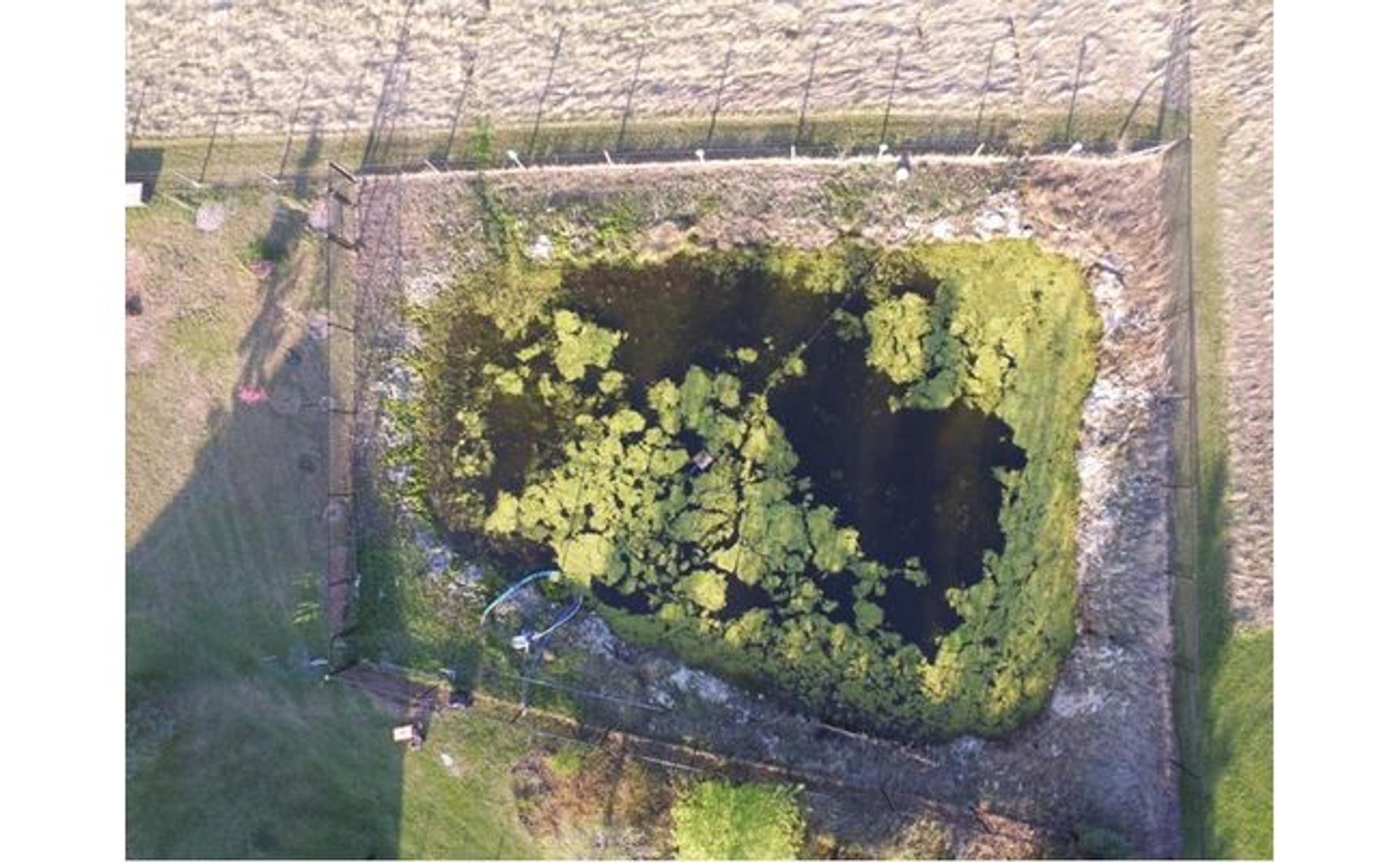 Before: Clark's farm pond covered in green algae