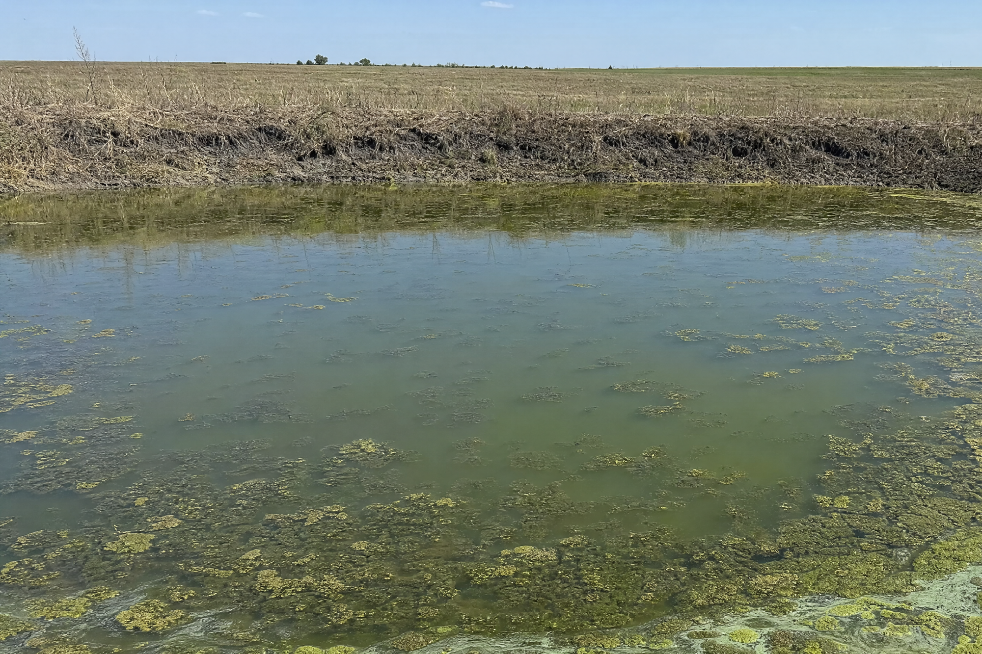 Green water and algae