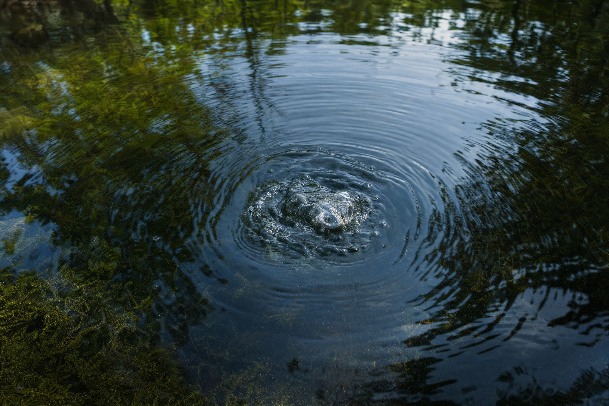 Diffused pond aeration sending up fine bubbles