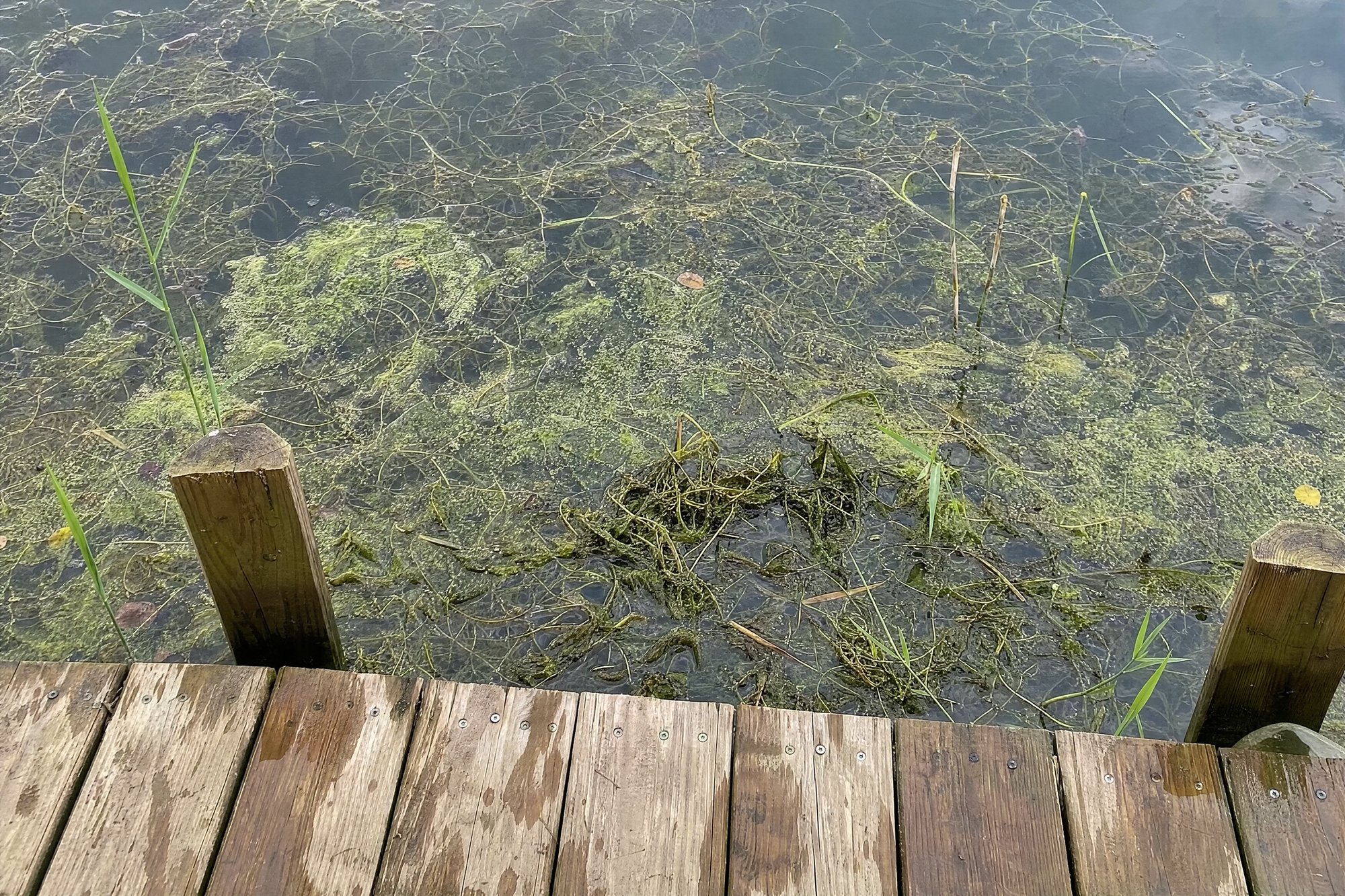 Less algae and muck