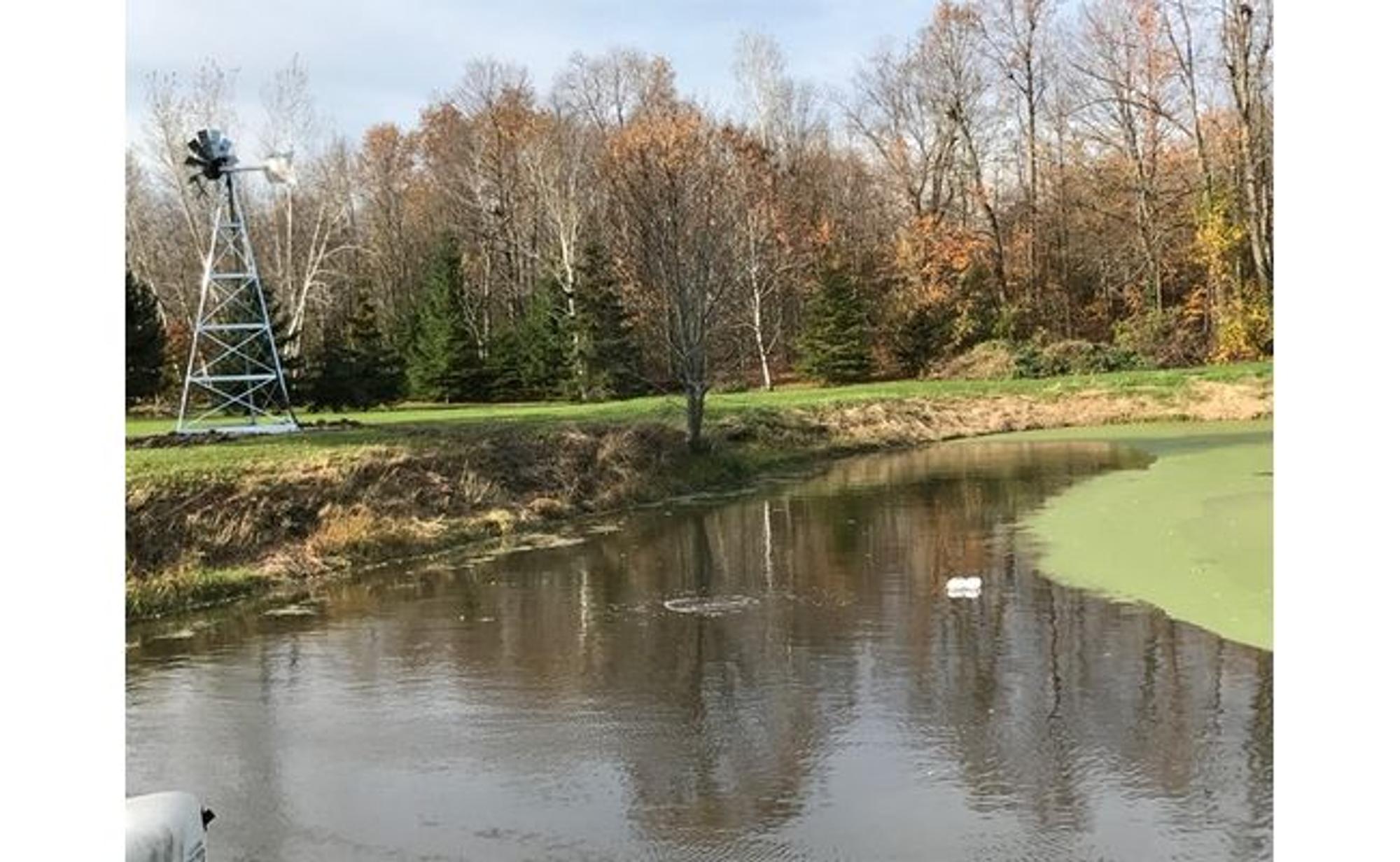 After: Sam's clear pond with a Koenders windmill, 7 weeks later