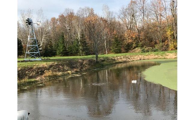 After: Sam's clear pond with a Koenders windmill, 7 weeks later