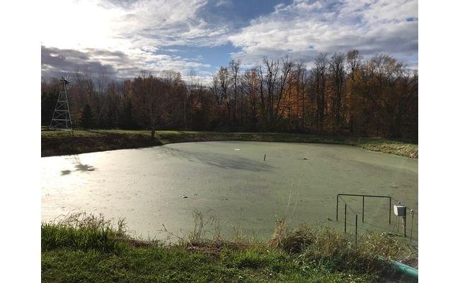 Before: Sam's pond covered in green algae in Granbury, Texas