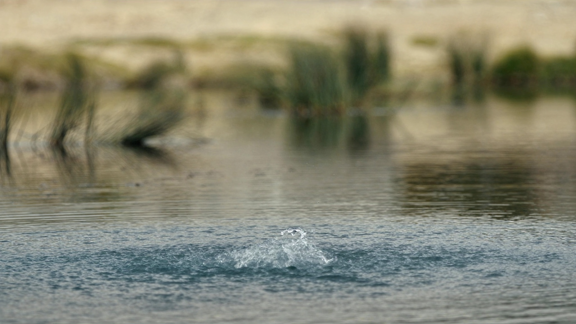 A pond surface with gentle aeration ripples and bubbles in clear water