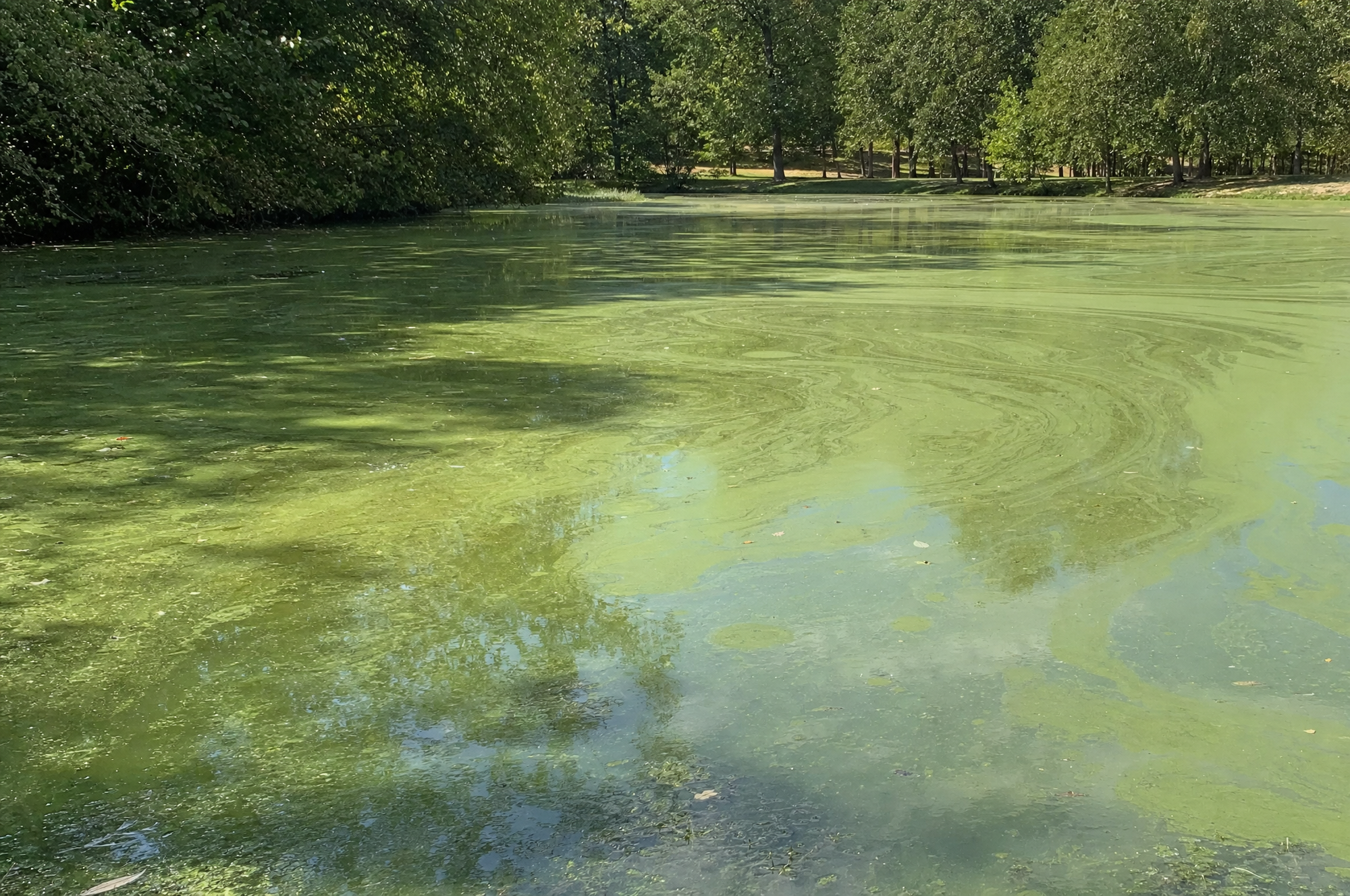 Green water and algae